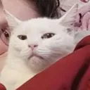 suscat