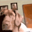 5456angrydog