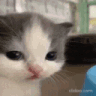 8478cat