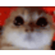 danoleEnojao Discord emoji