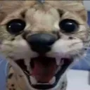soggasmile