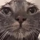 catwasinwater