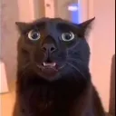 Shockedcat ShockedCat Discord Emoji