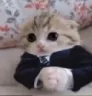 el_gato