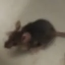 silentmouse