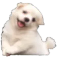 hapidogi