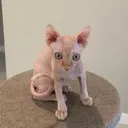 Gremlin