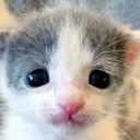 stare