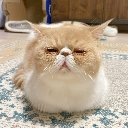 cato Discord emoji