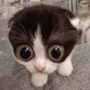 Cat Stare cat_stare Discord Emoji