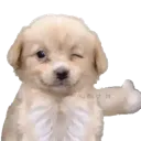 08_puppy_thumbsup