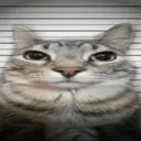 Maug