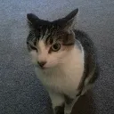 cat_eyebrow cat_eyebrow