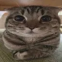 cat_listen cat_listen