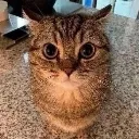 cat_stare