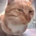 sus_cat