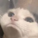 asadcat