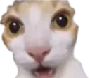catsurprisedUpPhotoauto_scaleLev Discord Emoji