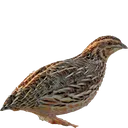 quail