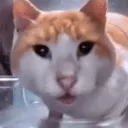 huh_cat2 huh_cat2