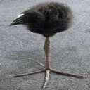 tripod