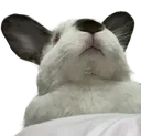 linuschin