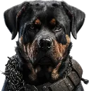 y_Dog
