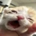 catcryforhelp
