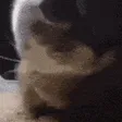chipichipi chipichipi
