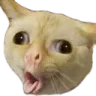 Eww_cat