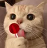 cat_lick cat_lick