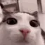 plinkCatAnim