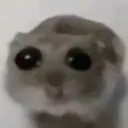 hamster_sad
