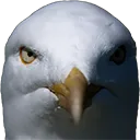 SeagullStare