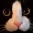 Funnycat Funnycat Discord Emoji