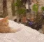 sussycat