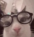 kitkatnerd