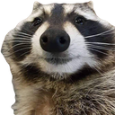 :raccsmile: