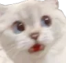 Catshocked catshocked Discord Emoji