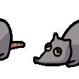 ratConga
