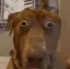 judah