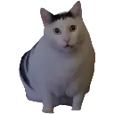 huh_cat