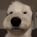 brianfamilyguy
