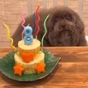 creature_birthday