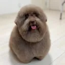 creature_stare