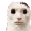 catstare