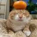 cat_orange