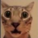 bocat Discord Emoji - 𝐷𝑟𝑒𝑎𝑚𝑙𝑖𝑛𝑒