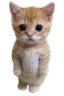 gato