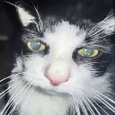 Drunkcat Discord Emoji